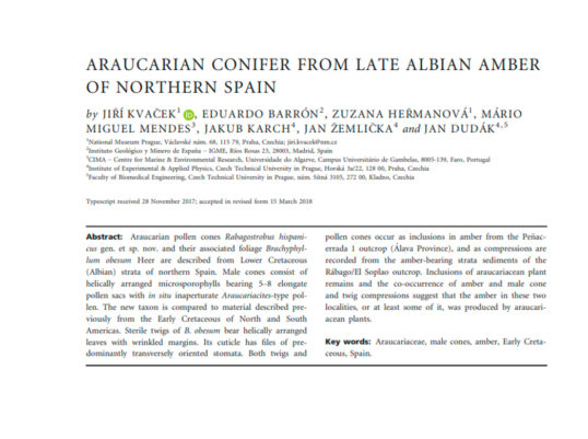Araucarian conifer from late albian amber of northern Spain